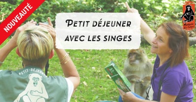 La Montagne des singes