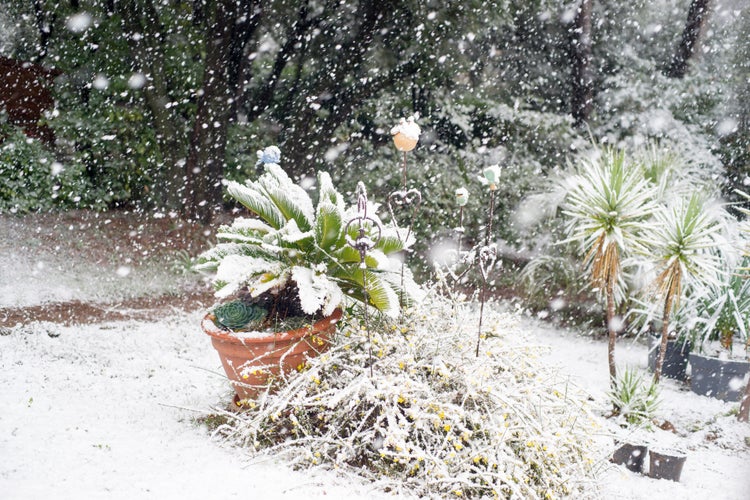 photo of view of Snow falls on a mediterranean garden in February. Cycas, yuccas, and palm trees in the background covered with white snow. Valbonne, France