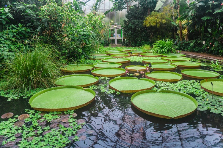 Royal Botanic Garden Edinburgh 1.jpg