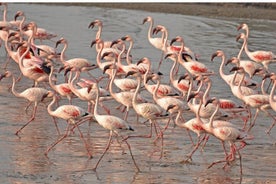 Lio Piccolo: visite à vélo des flamants roses et des oiseaux dans la lagune de Venise