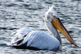 Observação de aves Albânia