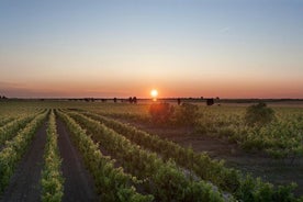 Visita a uma vinícola em Salento com degustação de vinhos e almoço leve. De Lecce