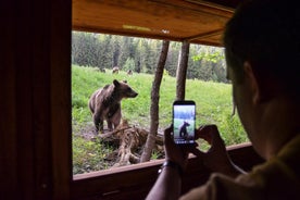 Excursión de un día y observación de osos en la tierra de los volcanes