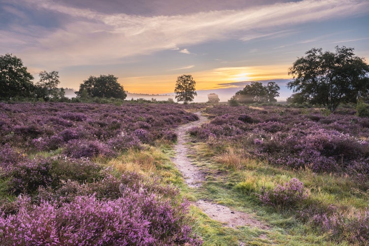 photo of view of Purple heather in august, on the Hoorneboegse Heide, Hilversum The Netherlands.