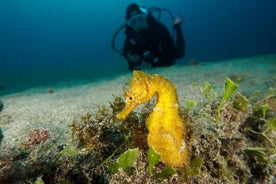 ¡Haz una prueba de buceo privada para tu primera experiencia de buceo!