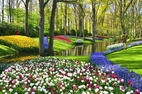 Photo of Keukenhof gardens blooming spring flowers by the pond, beautiful ornamental garden landscape at Lisse, Netherlands.