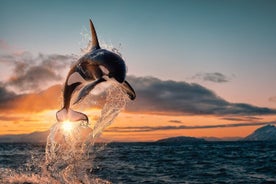 Tromso Oceanic Ballet: Orca Odyssey e Majestic Marine Ensemble