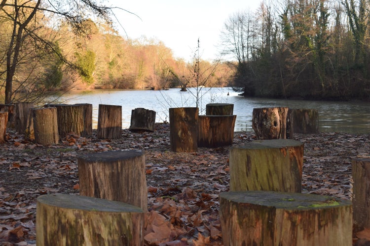 photo of view of Tee trunks next to Loiret river (Olivet, France).