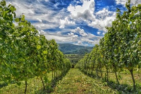 Wine Tourism and Cheese in Cantabria