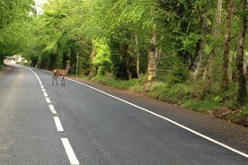 Killarney til Galway