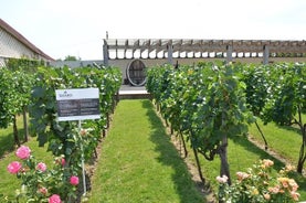 오데사에서의 하루 종일 콤보 투어 : 시식이있는 Akkerman Fortress 및 Shabo Wine Center