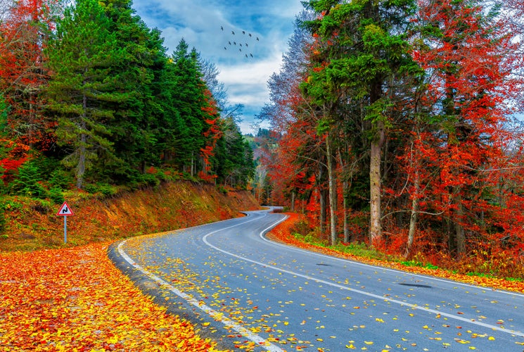 Photo of Colorful leaves falling from trees. Wooden forest houses. Amazing landscape, Bursa.