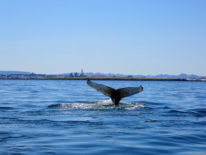 Whale near the city of Reykjavik, Iceland.jpg