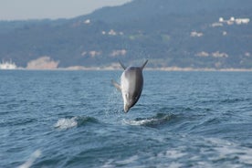 Torne-se num protetor dos golfinhos! Lisboa Eco-observação de golfinhos 