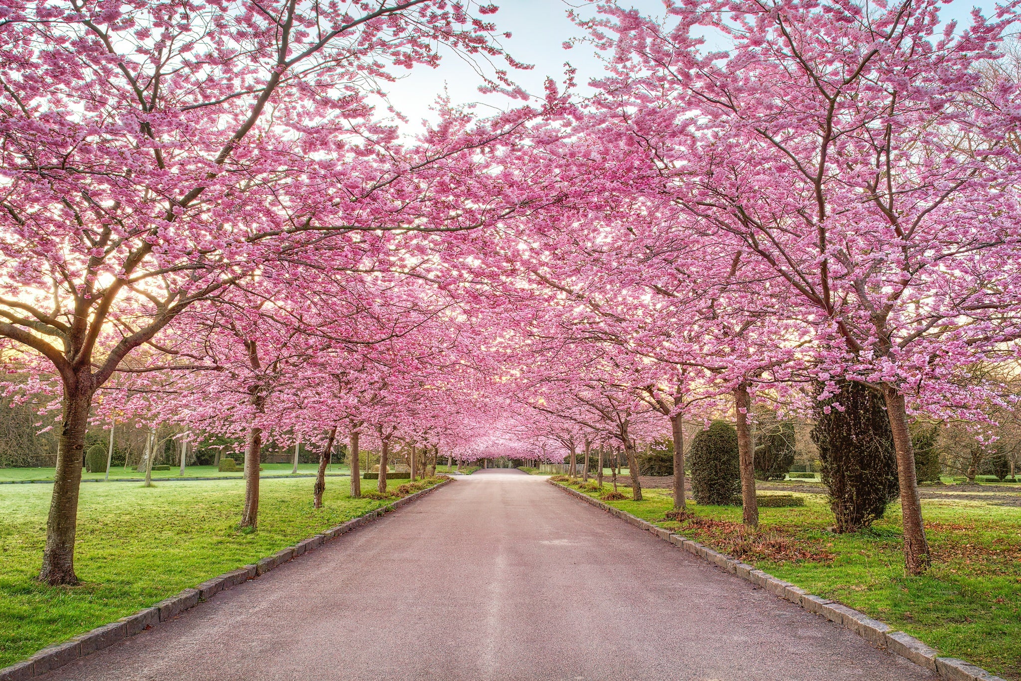 Cherry Blossom Trees, Bispebjerg Cemetery, Copenhagen, Denmark.jpg