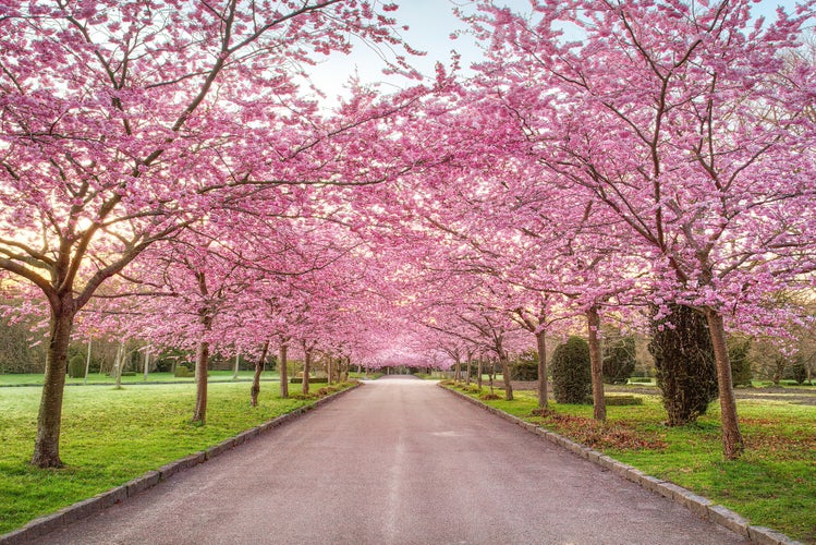 Cherry Blossom Trees, Bispebjerg Cemetery, Copenhagen, Denmark.jpg