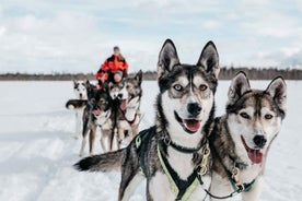 Rovaniemi: Hundasleðaferð og Bæjarheimsókn