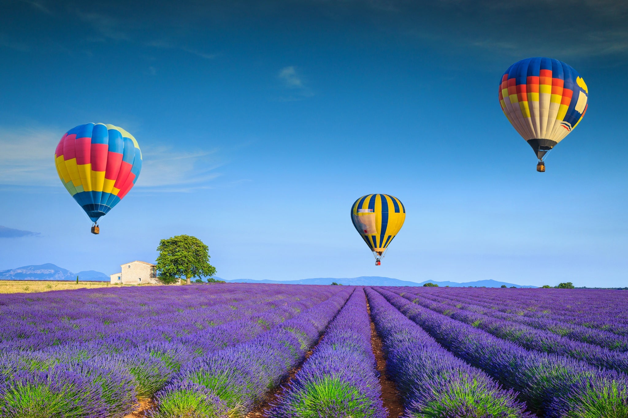 lavender fields, Valensole, Provence, France.jpg