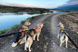 Gönguferð með Husky í Akureyri (einkatími)