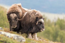 来自 Oppdal 的 Dovrefjell 国家公园的麝牛野生动物园