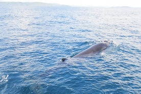 Excursão de observação de baleias e golfinhos