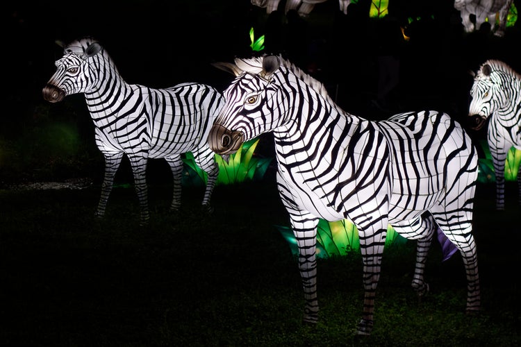 photo of view of The Festival des Lanternes in Blagnac - Zebras.