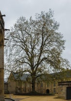 Arbre de la Liberté