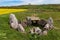 Dolmen La Cotorrita, Los Altos, Burgos, Castile and León, Spain