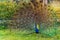 Photo of the peacock with its beautiful feathers showing to everyone in the Chomutov Zoo, Czech Republic.