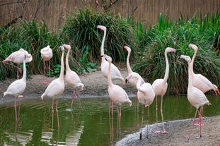 Bristol Zoo Gardens