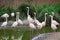 Photo of Pink Flamingos in Bristol Zoo ,UK.