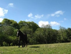 Killarney Glamping At The Grove