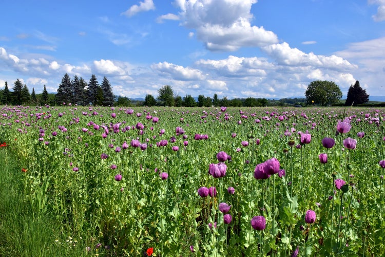 Photo of Purple opium poppy in a field in Forchheim.