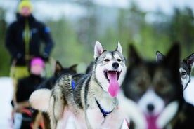 Lapland Reindeer y Husky Safari de Levi