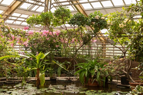 photo of different types of tropical plants. in the greenhouses of the Hortus Botanicus in Leiden, the Netherlands.