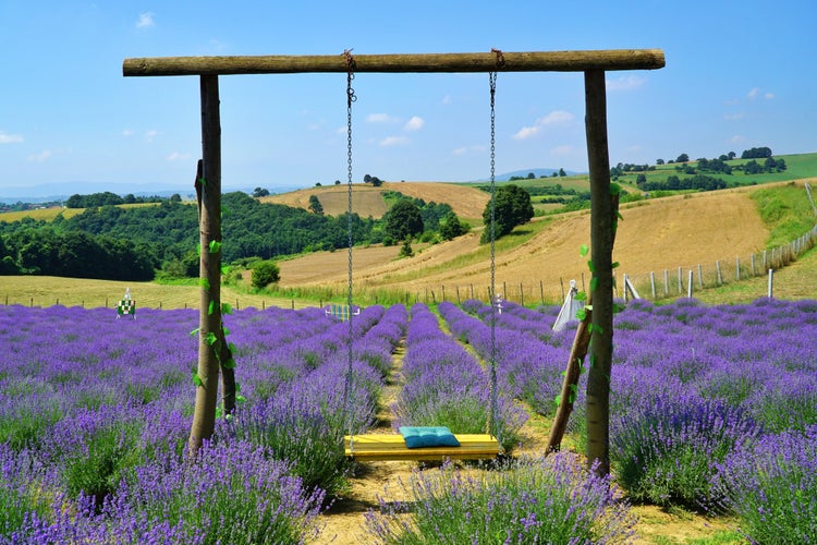 View of decorative swing in lavender field in Sakarya, Turkey.