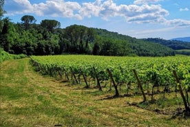 Etruskisk vingård, lunch och vinprovning i Chianti