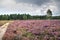 Cartierheide, Hapert, Bladel, North Brabant, Netherlands