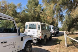 From Arles: Half-Day 4x4 Camargue Safari