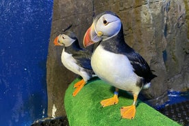 Beluga and Puffin Sanctuary Visitor Center med akvarium