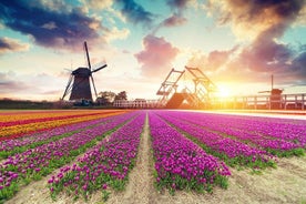 Dutch Countryside and Tulip Fields Tour