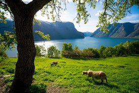 Einkaleiðsögn með leiðsögn frá Bergen til Óslóar - þar á meðal Nærøyfjord Cruise og Flåm Railway