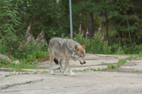 Photo of Grey Wolf (Canis lupus) walking across in Ähtäri zoo, Finland.