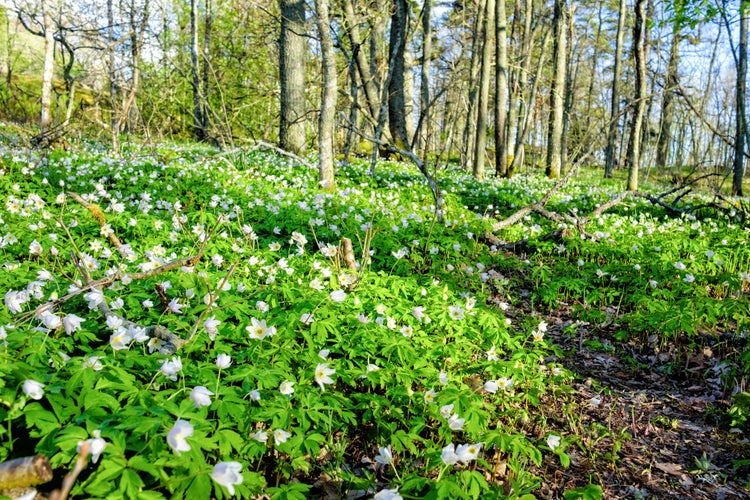 Photo of springtime is the moment for wild wood anemones, Turku, Finland.