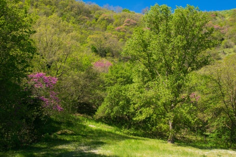 PHOTO OF Assisi, Umbria, Italy, Bosco di San Francesco, A FAI walk in Saint Francis Footsteps