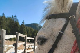 Cours d'équitation au coeur de la Vallée des Roses