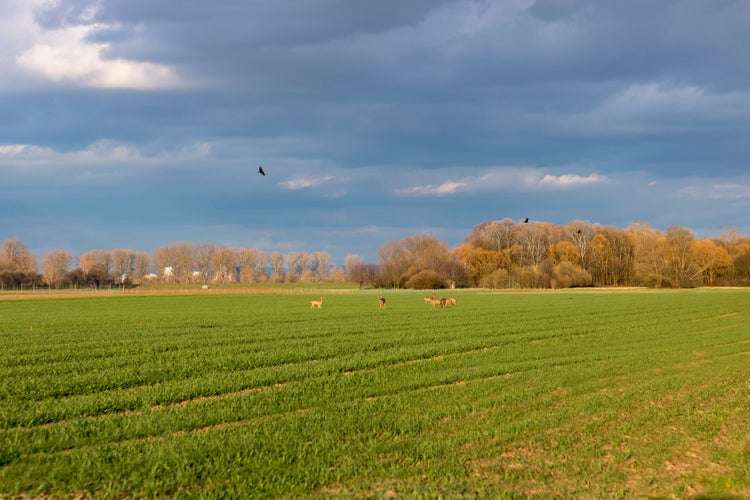 Photo of Deers in the meadow in Germany Frankenthal .