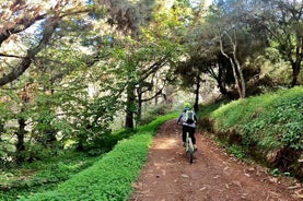 Descend in Mountain Bike in Northern Forests of Gran Canaria