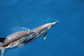 Swimming with Dolphins in Terceira Island