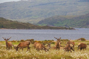 Highland Wildlife Park